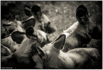 Rudel # Lycaon pictus#Wildhunde#swRoland Valter#rolva#Natur-Fotografie#Aachen 
