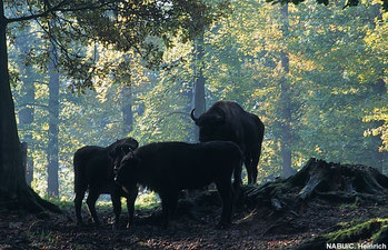 Wisente im Wald - Foto: NABU/C. Heinrich