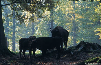 Wisente im Wald - Foto: NABU/C. Heinrich