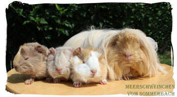 Ginger mit unserem R-Wurf Rusty, Ramses und Rhabarber