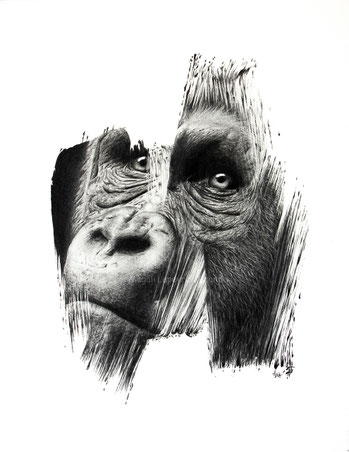gorilla brushstrokes drawing by french pencil artist Magali Lapeyre-Mirande gorille coups de pinceaux dessin artiste dessinatrice