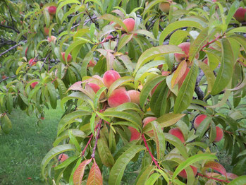 Berry Best Farm Peaches from a few years ago. Unfortunately, we will not have any peaches in 2016 due to the fluctuating temperatures this winter.