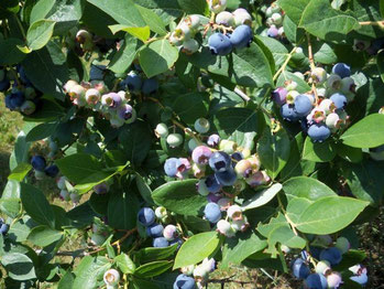 Berry Best Farm Blueberries