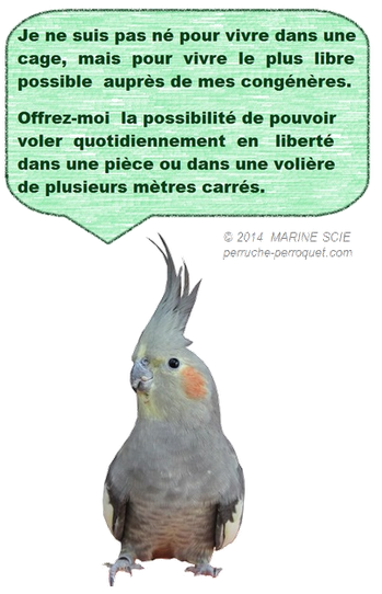 Le perroquet n'est pas né pour vivre dans une cage, mais pour vivre le plus libre possible auprès de ses congénères.