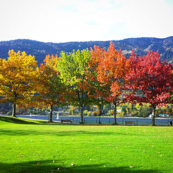 All autumn colours in one photo. 