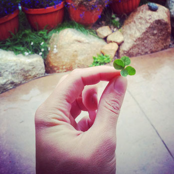 I found this little guy in the garden after we pleased the bark mulch guy who was a bit upset to come all the way up to my wwoofing place and didn't know it was so high up in the mountains...