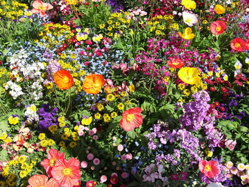 Wildes Blumenbeet - Glück zurück
