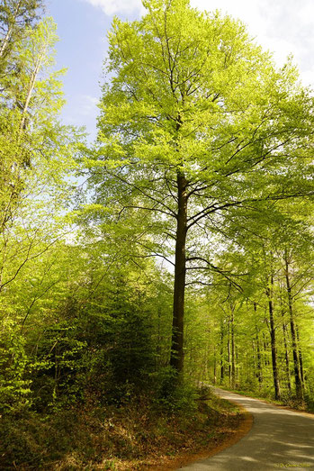 Buche im Frühlingslaub (Foto: Dr. G. Strobel))