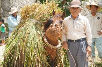 与那国馬も大活躍！指導する金城睦明さんは、なんと95歳！