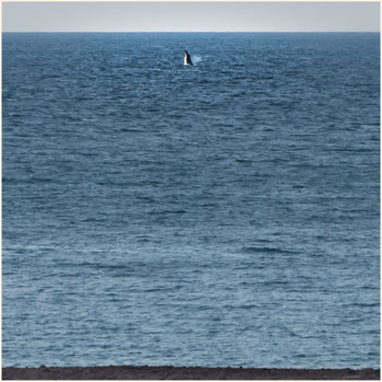 Dampier Peninsula, Cape Leveque, Pender Bay, Pender Bay Escape Camping, Whale, Whale Watching, Broome
