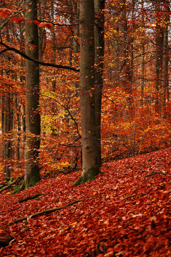 Herfstkleuren in het Sauerland