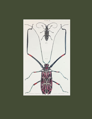 beetles