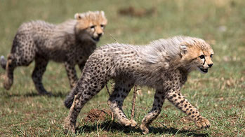 Giovani ghepardi