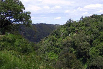 Antica Foresta Mau 