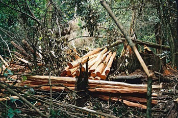 Nuovi coloni cancellano la foresta 