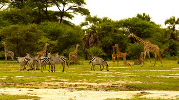 Tarangire National Park