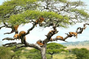 Lake Manyara National Park