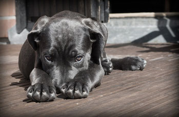 Canine Atopische Dermatitis Hund Hautprobleme allergische Hauterkrankung