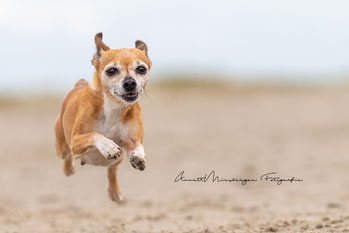 Fotomodel für Fotoworkshop für Tierfotografie in Sankt Peter-Ording