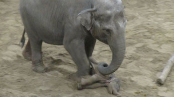 Baby Q © Planckendael