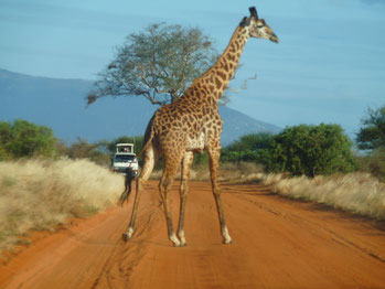 Safari in Kenia mit dem Jeep