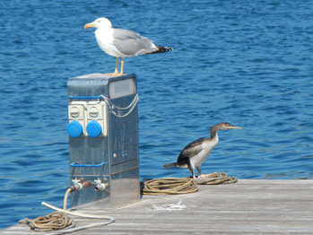 Mitsegeln Korsika Sardinien