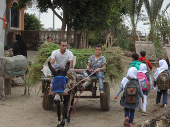 Working donkey pulling cart in Egypt