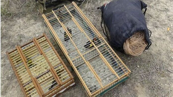 Agentes Forestales denuncian a un ciudadano por la caza ilegal de pájaros en Vicálvaro (Emergencias 112 Comunidad de Madrid)