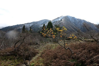 名残の紅葉の奥に初冠雪の武奈ヶ岳