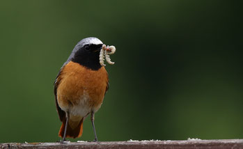 Gartenrotschwanzmännchen