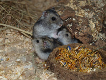 Gold Zwerghamsterzucht Hamsterbacken Com
