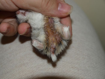Hamsterkind wurde nach wenigen Wochen aus der Gruppe verjagd.