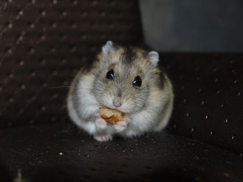 Warum verlieren Hamster Gewicht?