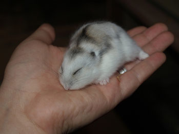 Hamster stirbt anzeichen