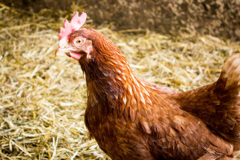 #Schusterbauer, #Koppl, #UrlaubamBauernhof, #Fuschlseeregion, #Schmitzberger, #Huhn, #Eier, #Glücklichehühner, #Hühnerstall, 