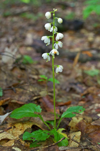 Shinleaf (Pyrola elliptica) in our woods.