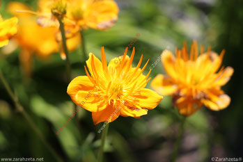 Gelbe Chinesische Trollblumen
