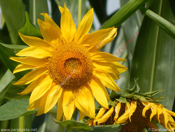 Gelbe Sonnenblume im Sommer