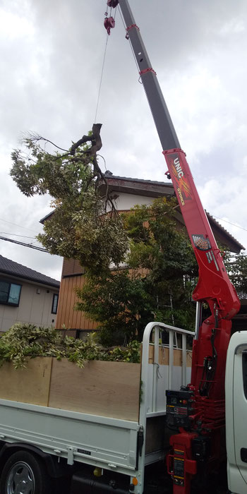 茂原市　伐採