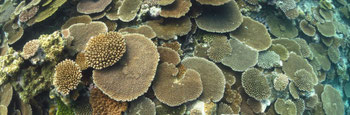 宮古島の海のサンゴ礁