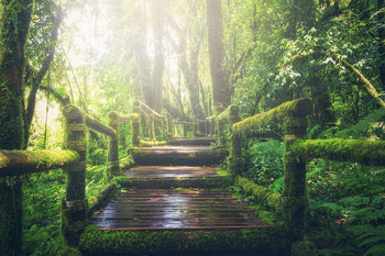 Quelle: https://pixabay.com/es/photos/selva-ruta-pasos-manera-luz-de-sol-1807476/