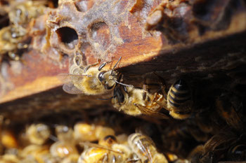 Abeilles en Nouvelle-Zélande