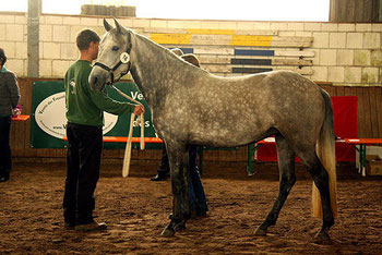 Best of Show 2011 Berber Ghalifah