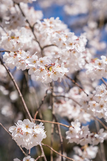 京都の桜「京都御苑」近衛邸跡の枝垂れ桜