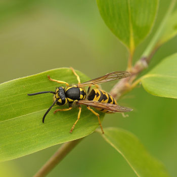 Extermination des guêpes