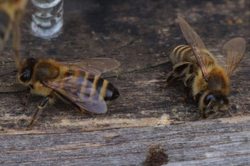 Bienen