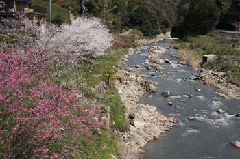 染井吉野と八重桜が咲く小川