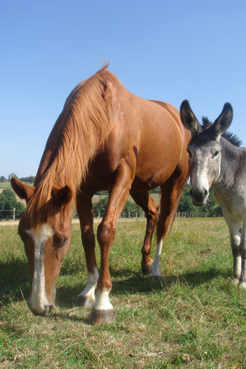 Pension chevaux Sud de l'aisne, pension chevaux pré intégrale, pension chevaux pâture, pension chevaux 02, pension chevaux 51, pension chevaux 77, retraite, convalescence, balades, chevaux de trait,