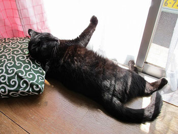 猫ぱんちを受けて日光浴もとい、療養中(?)のぶ~すけ店長