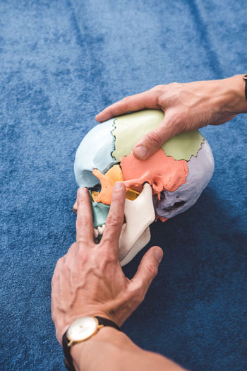 Schädelknochenmodell in den Händen eines erfahrenen Osteopathen: Präzise Diagnose und individuelle Therapieansätze für Ihre Gesundheit. Blockaden erkennen, Beschwerden ganzheitlich behandeln – Vertrauen Sie auf meine Expertise für nachhaltige Heilung.